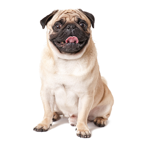 Mops