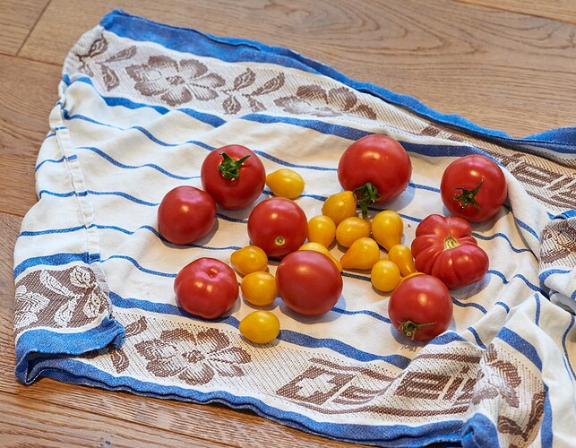 2022-08-09_Tomaten_01
